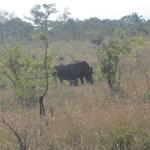 Stan - Kruger Park - ANIMALS!